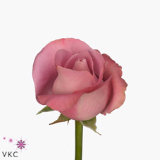 oxygen rose