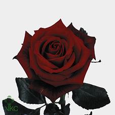 passion rose