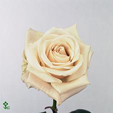 pearl rose