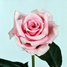 pink tango rose