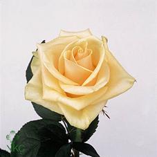 The Prima Donna Roses is a lovely soft, pale orange rose with a medium ...