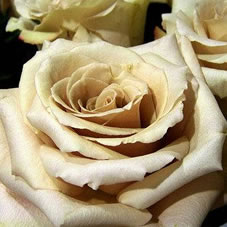 quicksand rose - wholesale roses