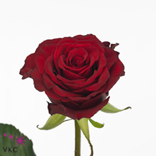 red love rose