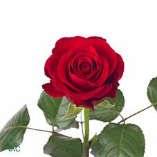 red ribbon rose