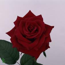 red shadow rose