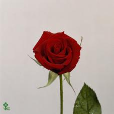 red velvet rose