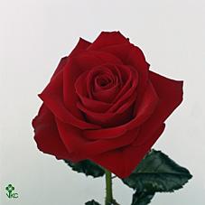 respect rose