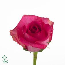 shocking versilia rose