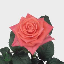 sioux rose