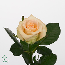 sleeping beauty rose