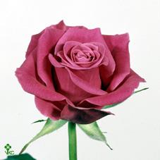 souvenir rose