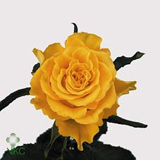 sphinx rose