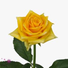 spotlight rose