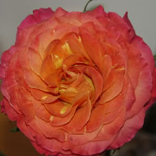 sunset rose