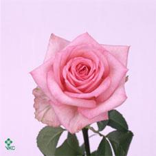 sweet renate rose