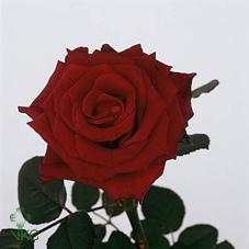torero rose