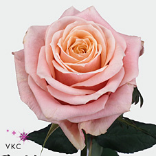 toscanini rose