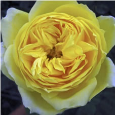 toulouse lautrec rose