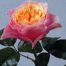 vuvusela rose