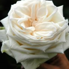 white o'hara rose