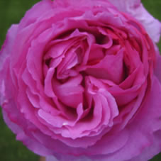 buy yves piaget roses - wholesale flowers